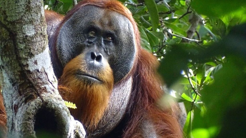Orangutans and Medicinal Plants: A Glimpse into Nature’s Pharmacy